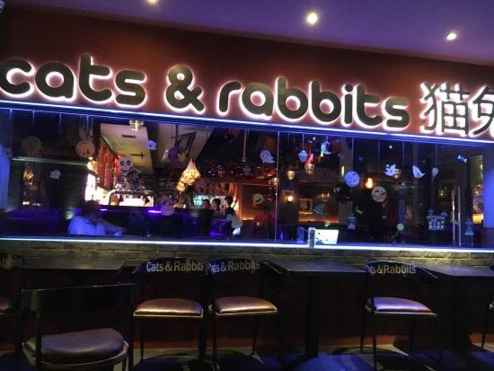 Cats & Rabbits